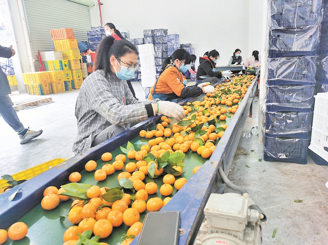 已入驻企业的水果分拣生产线