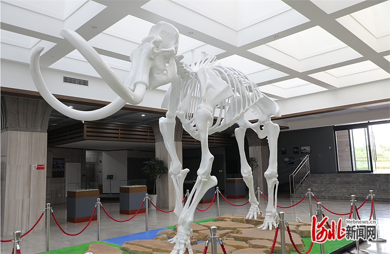 图为泥河湾国家考古遗址公园内的猛犸象复制模型.仝辉摄