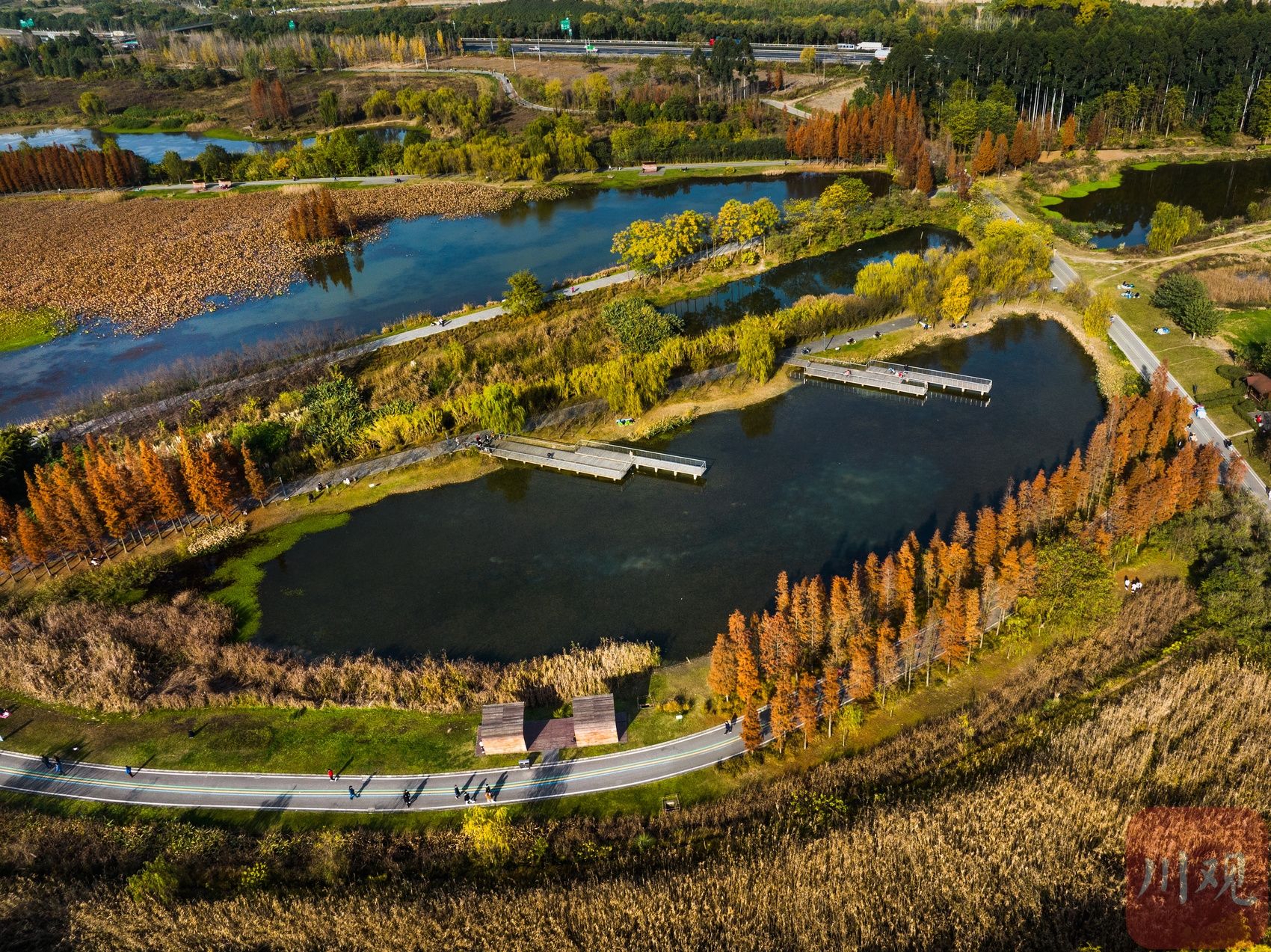 天高气爽 香城湿地生态公园的水杉红了|湿地_新浪财经_新浪网