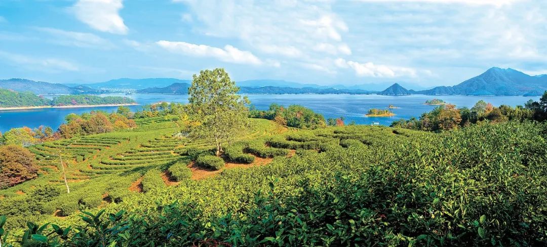 淳安林场姥山有机茶园(汪奕恒 摄)&nbsp