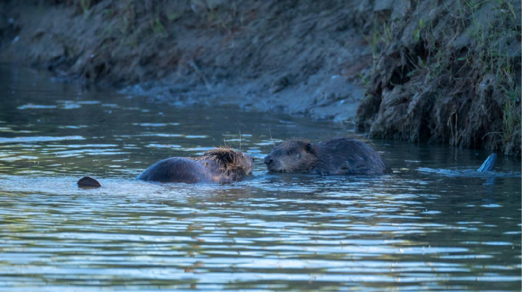 新疆布尔根河狸国家级自然保护区蒙新河狸保护|新疆_新浪财经_新浪网