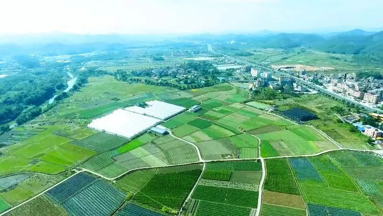 鸿励食品（广东）有限公司的种植基地。/受访者供图