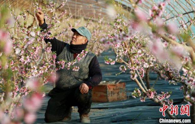 第十三师红星一场三连职工马卫东正在给油桃疏花(资料图)。 赵宝山 摄