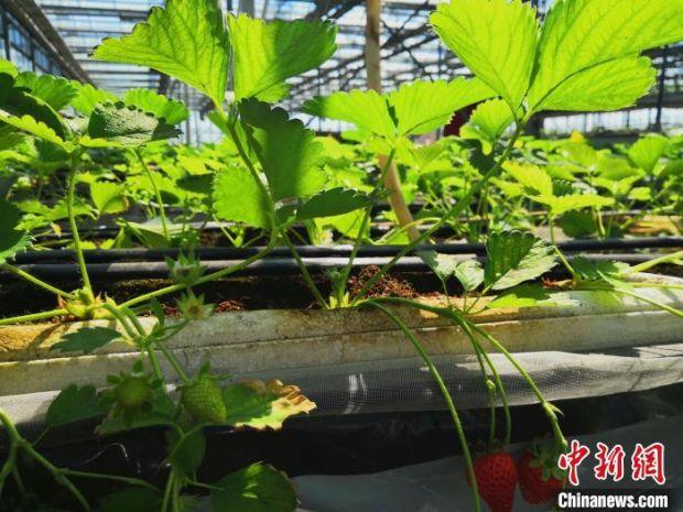 每逢节庆,设施大棚中的草莓陆续成熟。 史玉江 摄