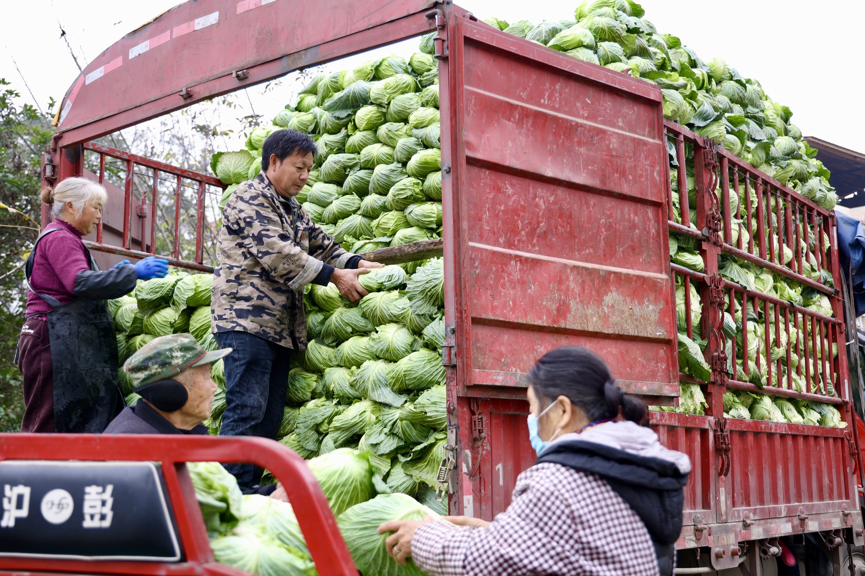 蔬菜收购点正在装车. 刘作鹏&nbsp;摄