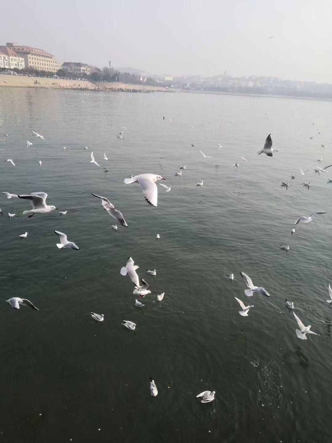 　　觅食的海鸥