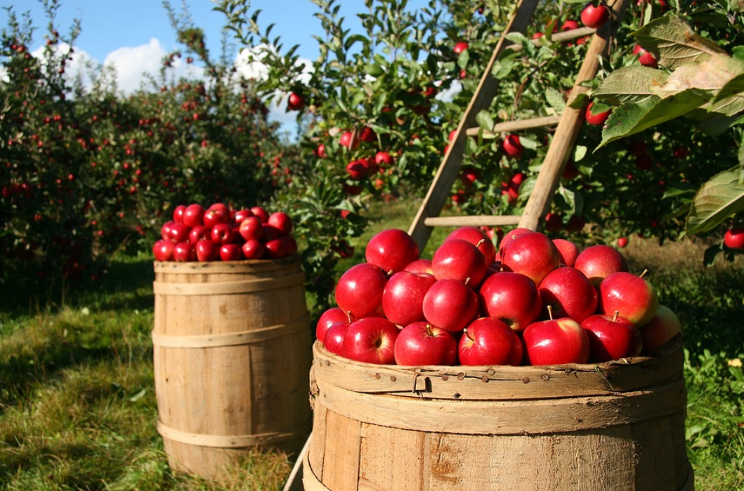 五矿期货甘肃秦安苹果 " 保险   期货 " 项目完成风险对冲