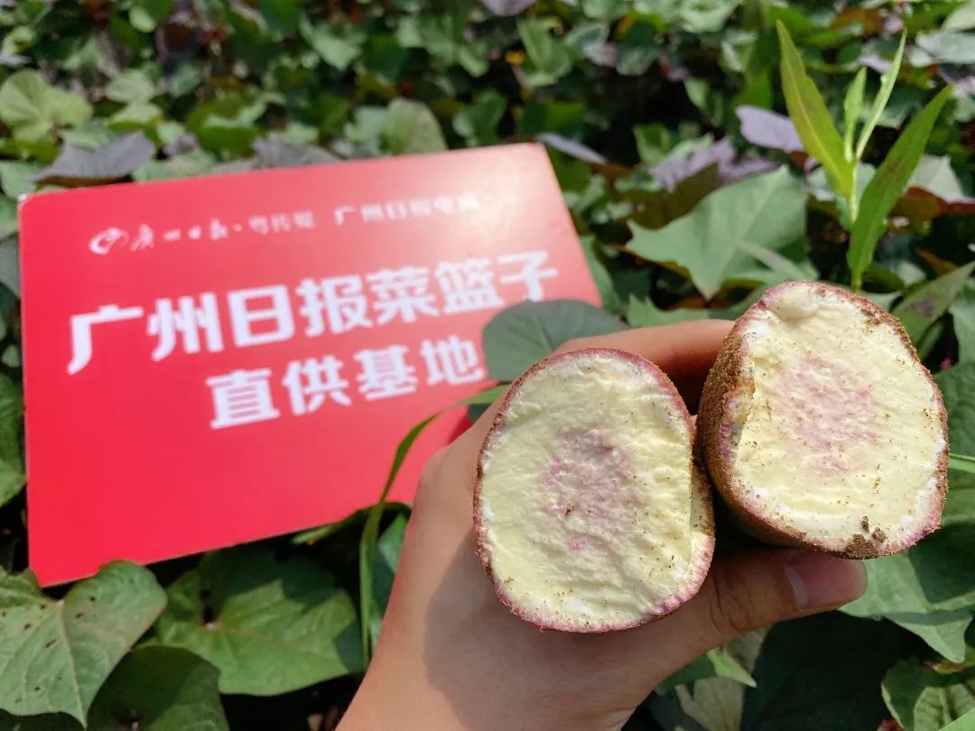 【年终大促】圈粉无数的南沙特产一点红番薯再上线啦!