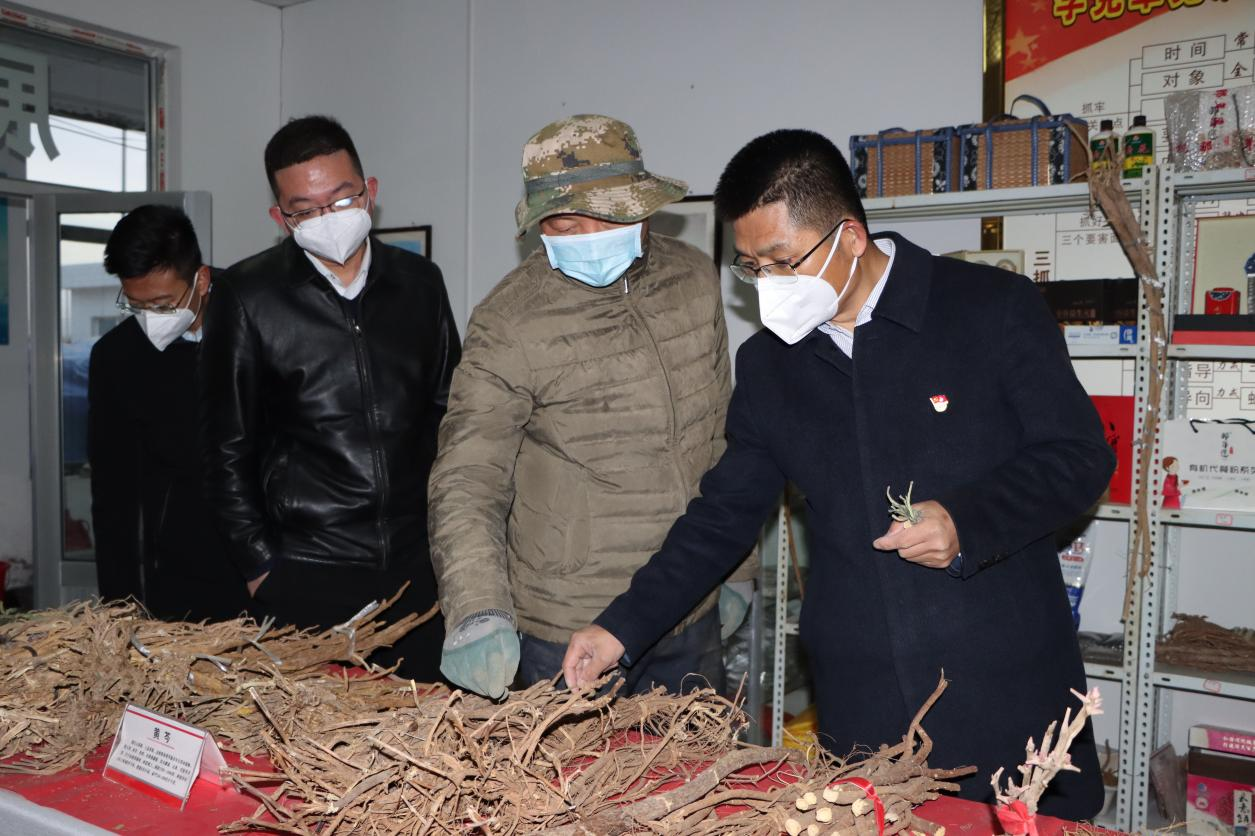 (定边县委书记姬世平调研中药材种植)