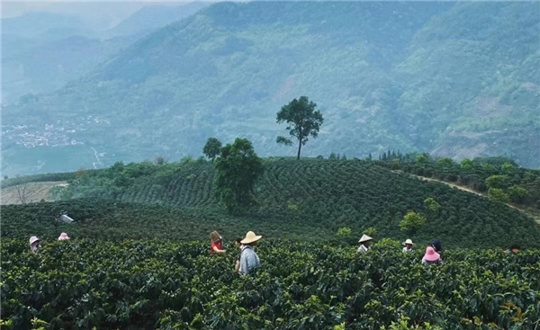 中国咖啡第一村