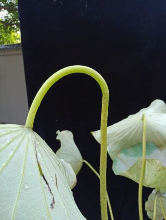 淹水早期叶柄快速伸长,出水后有典型的"低头"表现