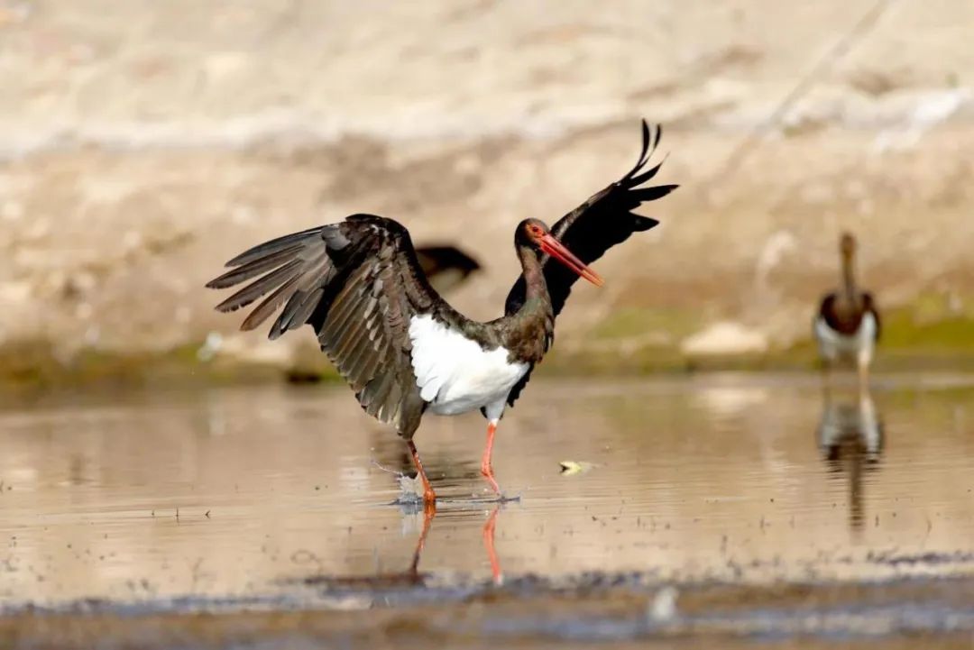 生物多样性优秀案例(31):宁夏六盘山国家级自然保护区鸟类保护|六盘山