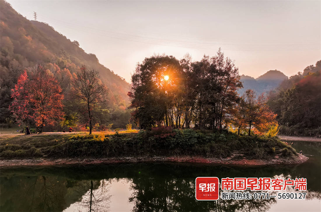 德保万亩枫林正透红,进入最佳观赏期