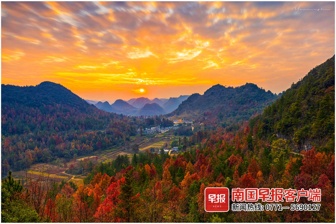 德保万亩枫林正透红,进入最佳观赏期|百色市_新浪财经_新浪网