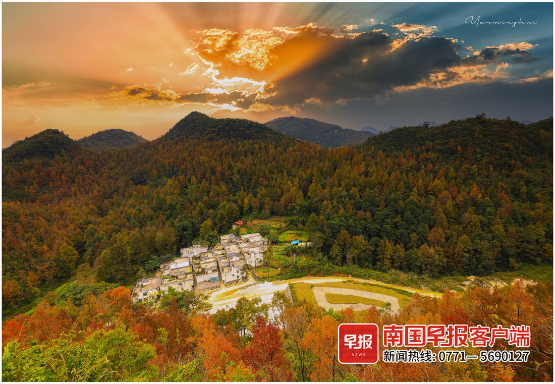 德保县巴头乡多沟屯层林尽染.颜明挥 摄▲夕阳穿透枫叶林.