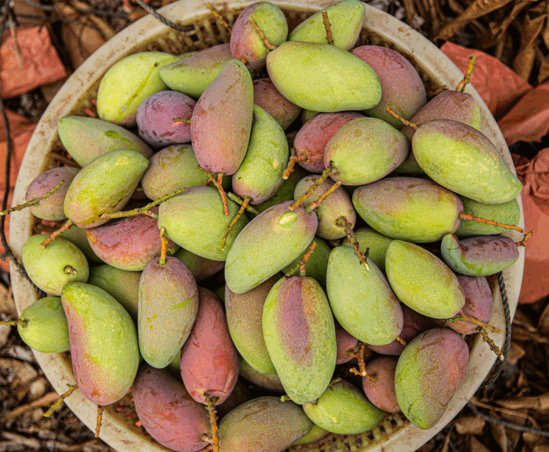 图片来源：三亚日报