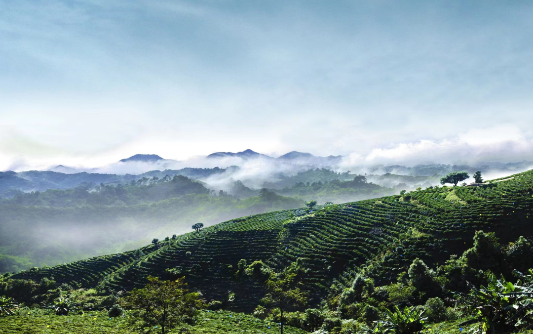 把茶园发展得更好丨苍梧县六堡镇狮子山万亩茶园见闻