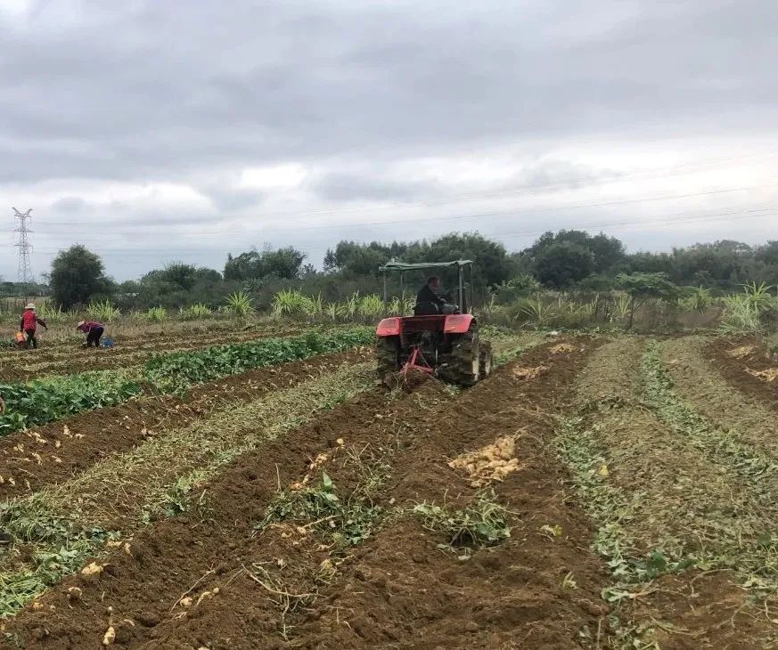 英德市英红镇虎迳村委红薯试验田起垄.