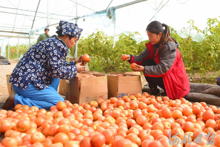 1月5日,在平乡县欢祥家庭农场,菜农将西红柿分拣装箱.