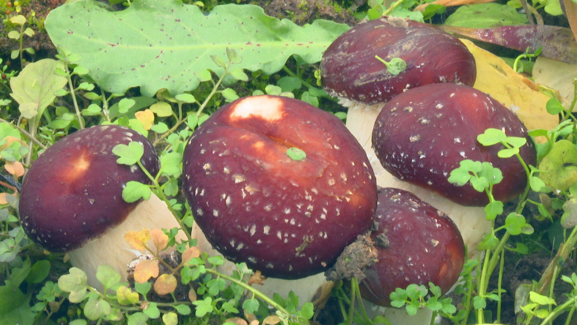 (本文图片由汉中市勉县融媒体中心提供)