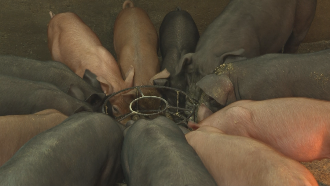 屯昌:年出栏黑猪16万头 促农民增收|屯昌县_新浪财经_新浪网