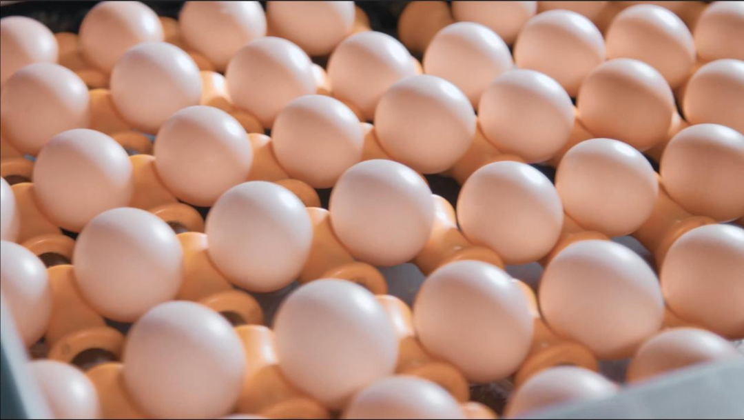 ▲圣迪乐鸡蛋采用全自动蛋品洁净线进行生产，“可生食”是出厂“标配”。资料图