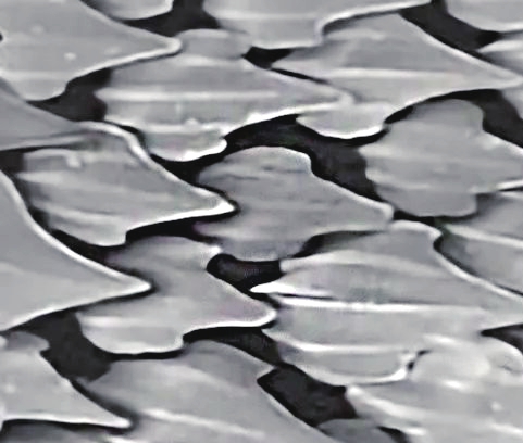 王元元大家都知道,仿造鲨鱼皮肤的纹理结构制造所谓的"快皮"能够帮助