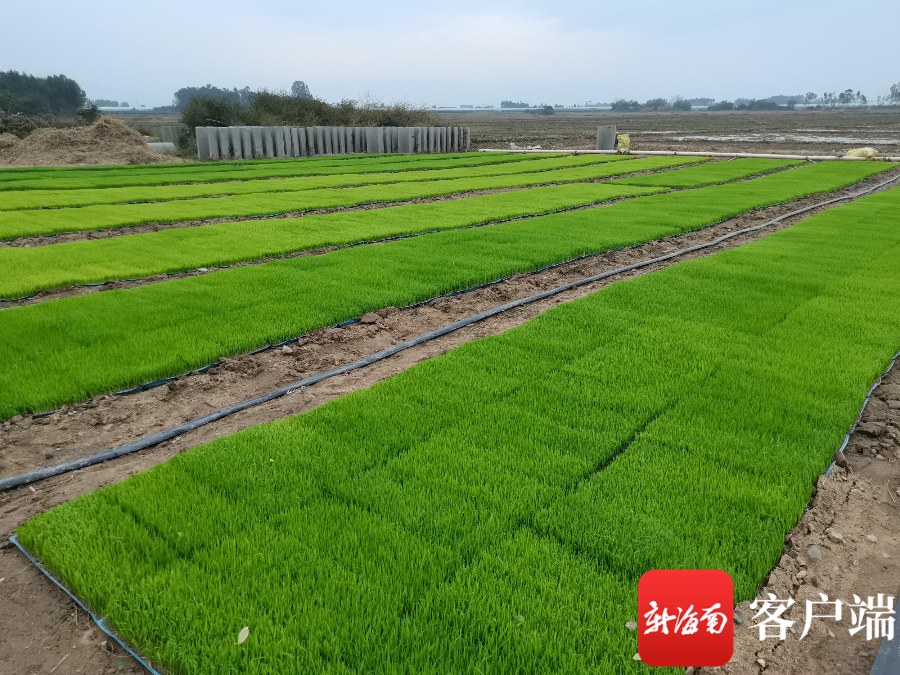 南京农业大学育种专家在海南田间传授水稻秧期管理技术|海南省_新浪财