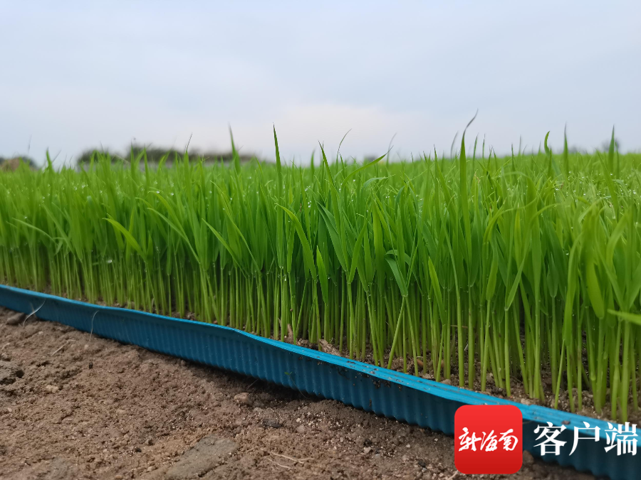 南京农业大学育种专家在海南田间传授水稻秧期管理技术|海南省_新浪