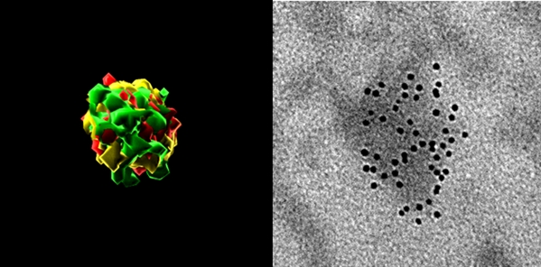 图1. HERVK 病毒RNA (左图) 和病毒颗粒（RVLP，右图) 在衰老人类细胞中聚集