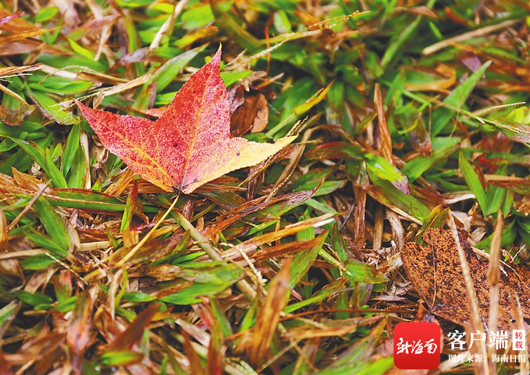 五指山市水满乡掉落在地上的枫叶.海南日报记者 李天平 摄
