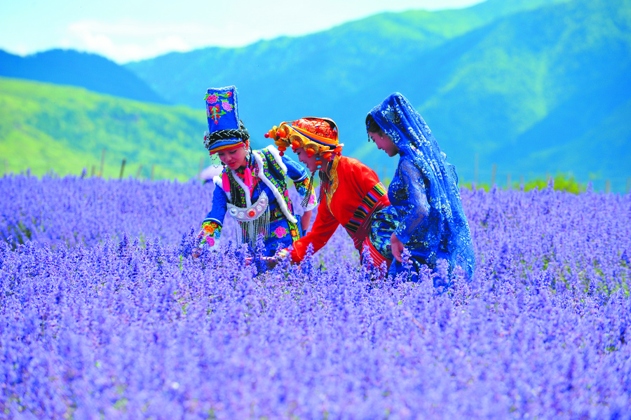 　　薰衣草基地