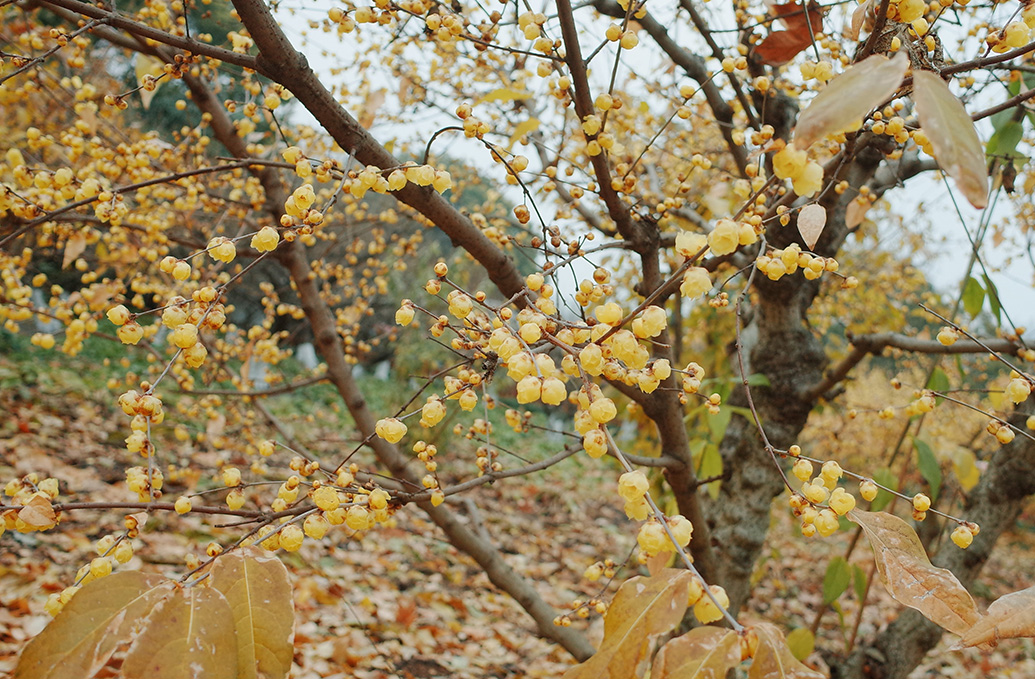 世纪公园的蜡梅含苞待放.澎湃新闻记者 陈悦 图