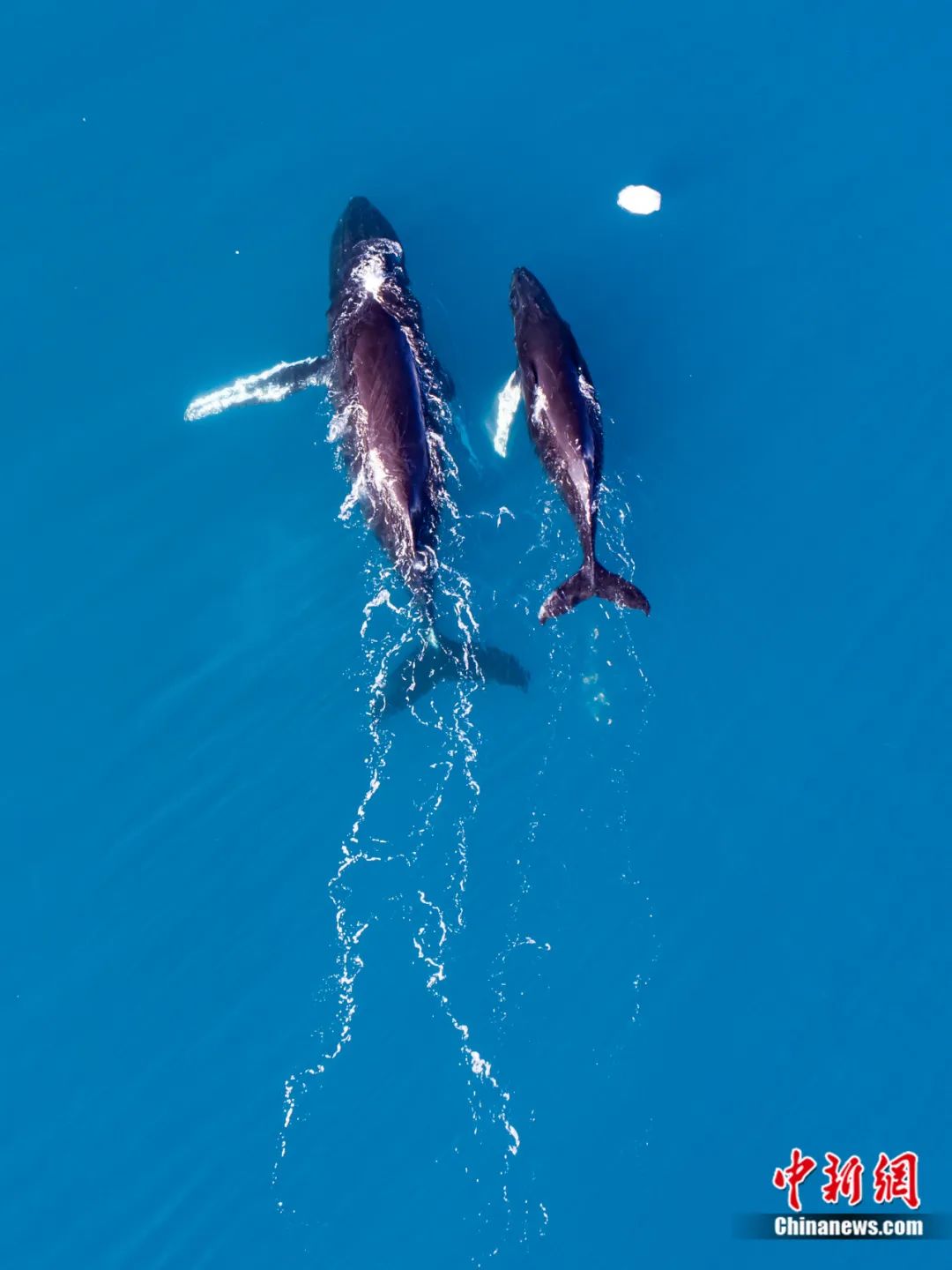 鲸鱼妈妈带着小鲸鱼游过.超侧卫 摄