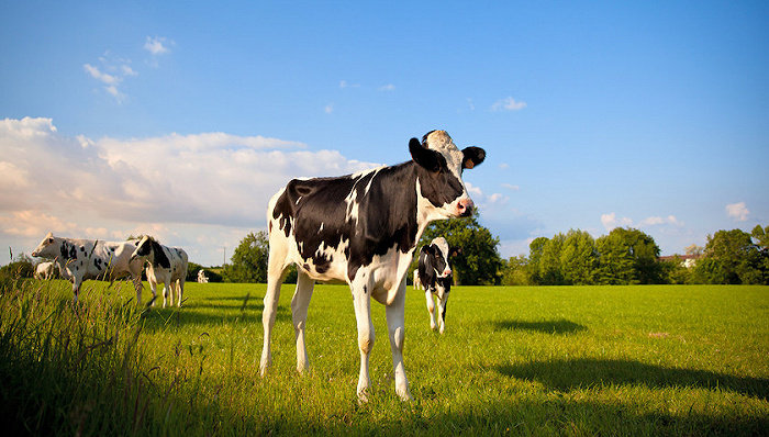 奶价下跌引发养殖公司、奶农“倒奶杀牛”担忧，多地出台政策纾困