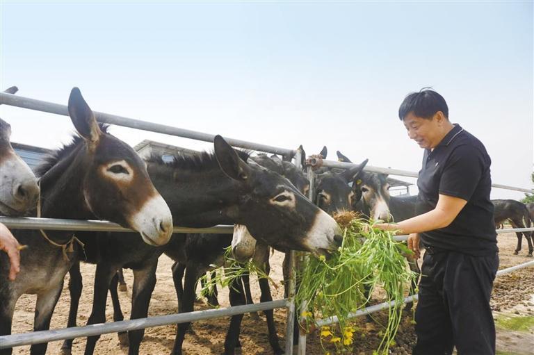 孔庆海在二厂村建设的驴养殖基地(资料照片).受访者供图