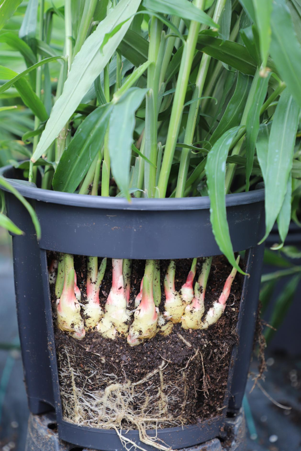 盆栽生姜生产基地