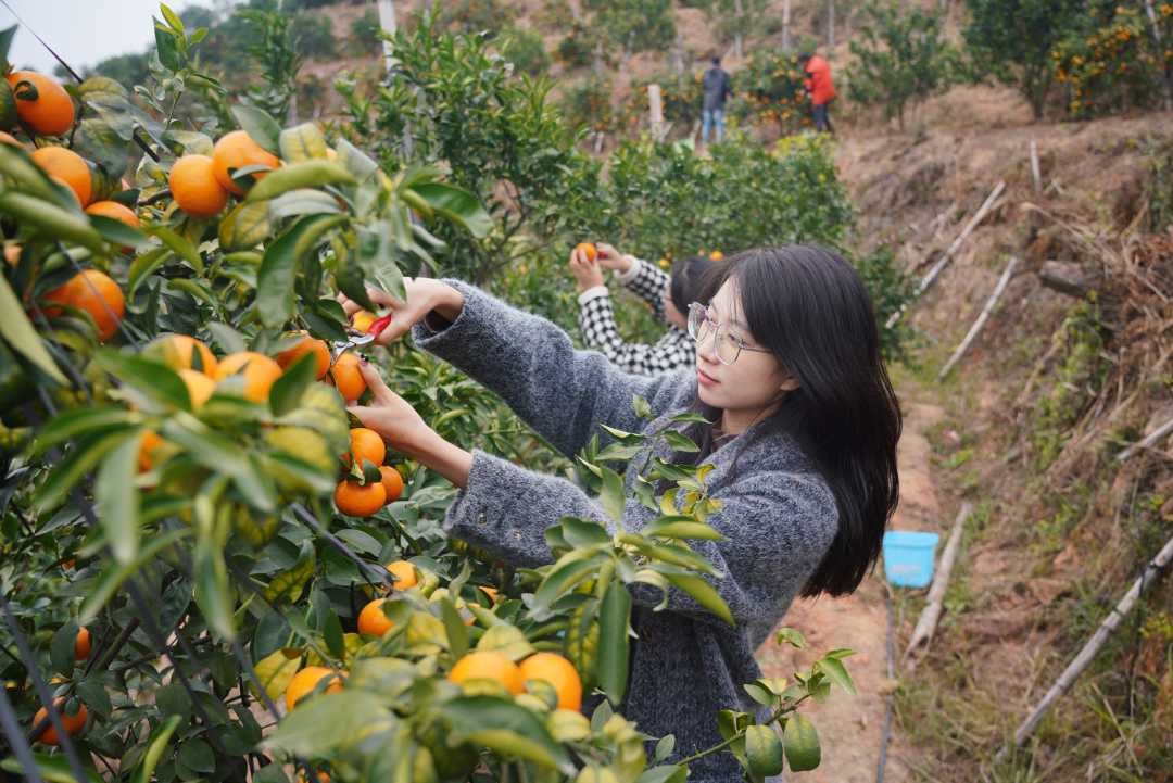 南寧沃柑直播基地(廣西南寧沃柑種植基地)