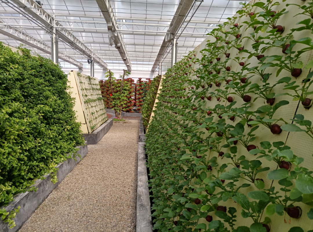 现代设施农业立体种植