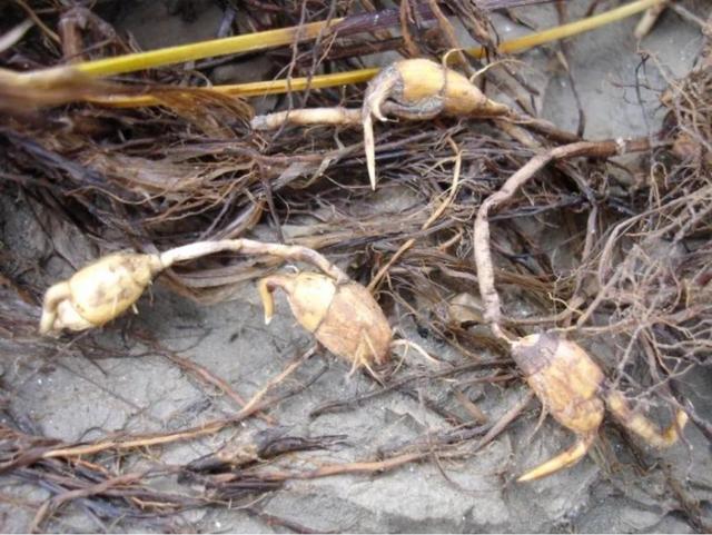 为保护冬候鸟的重要食物资源,海三棱藨草种群生态修复技术规程将于2月