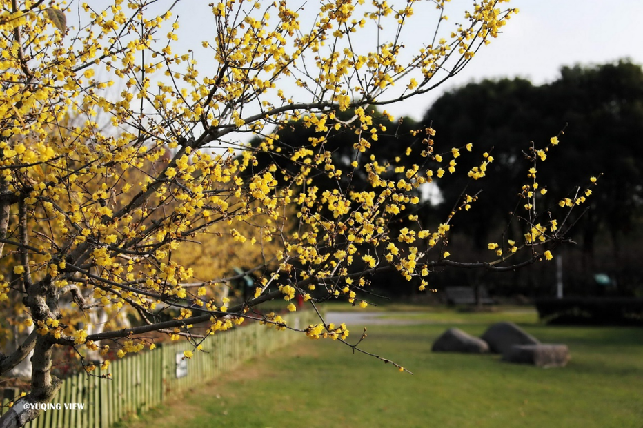 又是一年闻香时,世纪公园蜡梅初绽