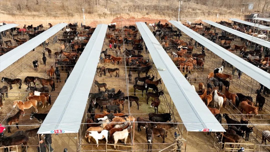 △俯瞰牲畜交易市场俨然一幅千骏图