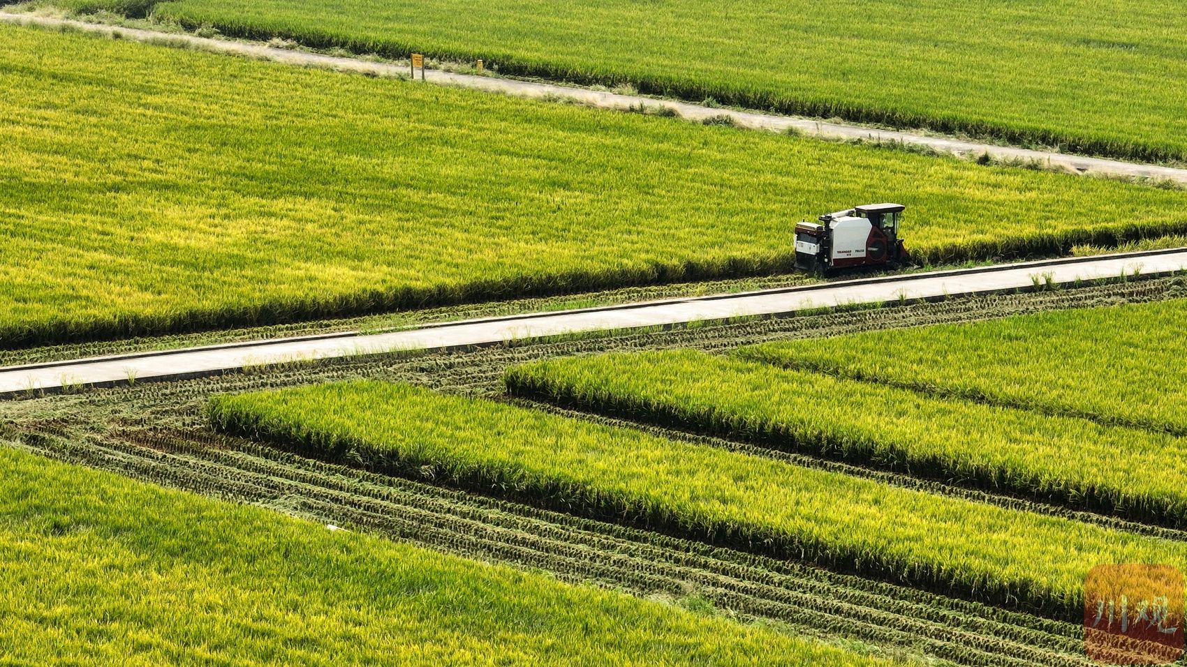 眉山市东坡区太和镇永丰村的高标准农田.摄影 吴聃(资料图片)