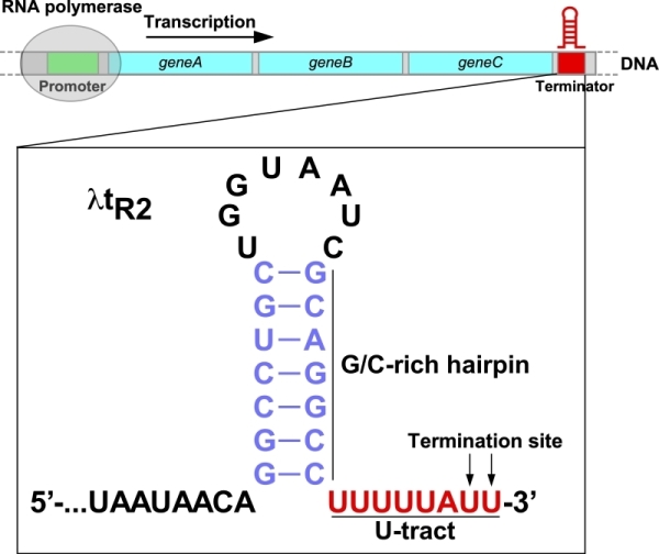 图1.细菌基因转录示意图以及经典的细菌转录终止子序列示意图