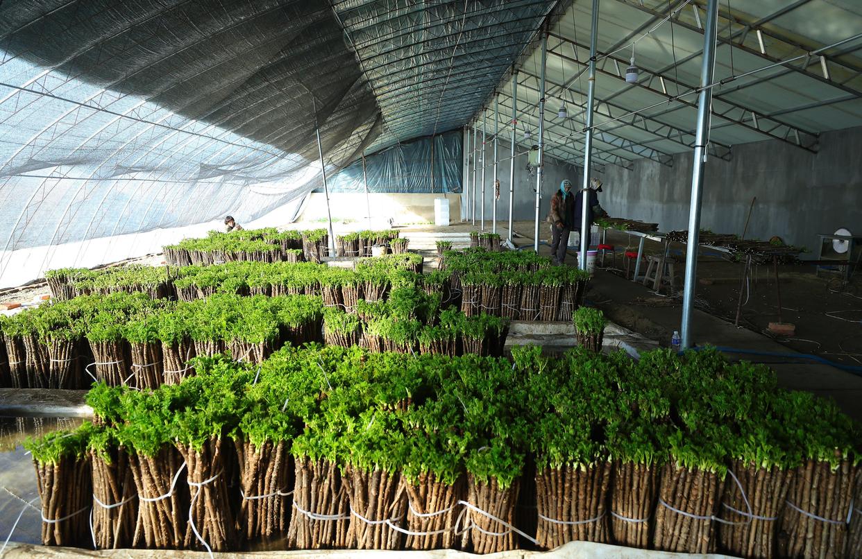 辽宁新民:刺嫩芽成了"致富芽"_新浪财经_新浪网