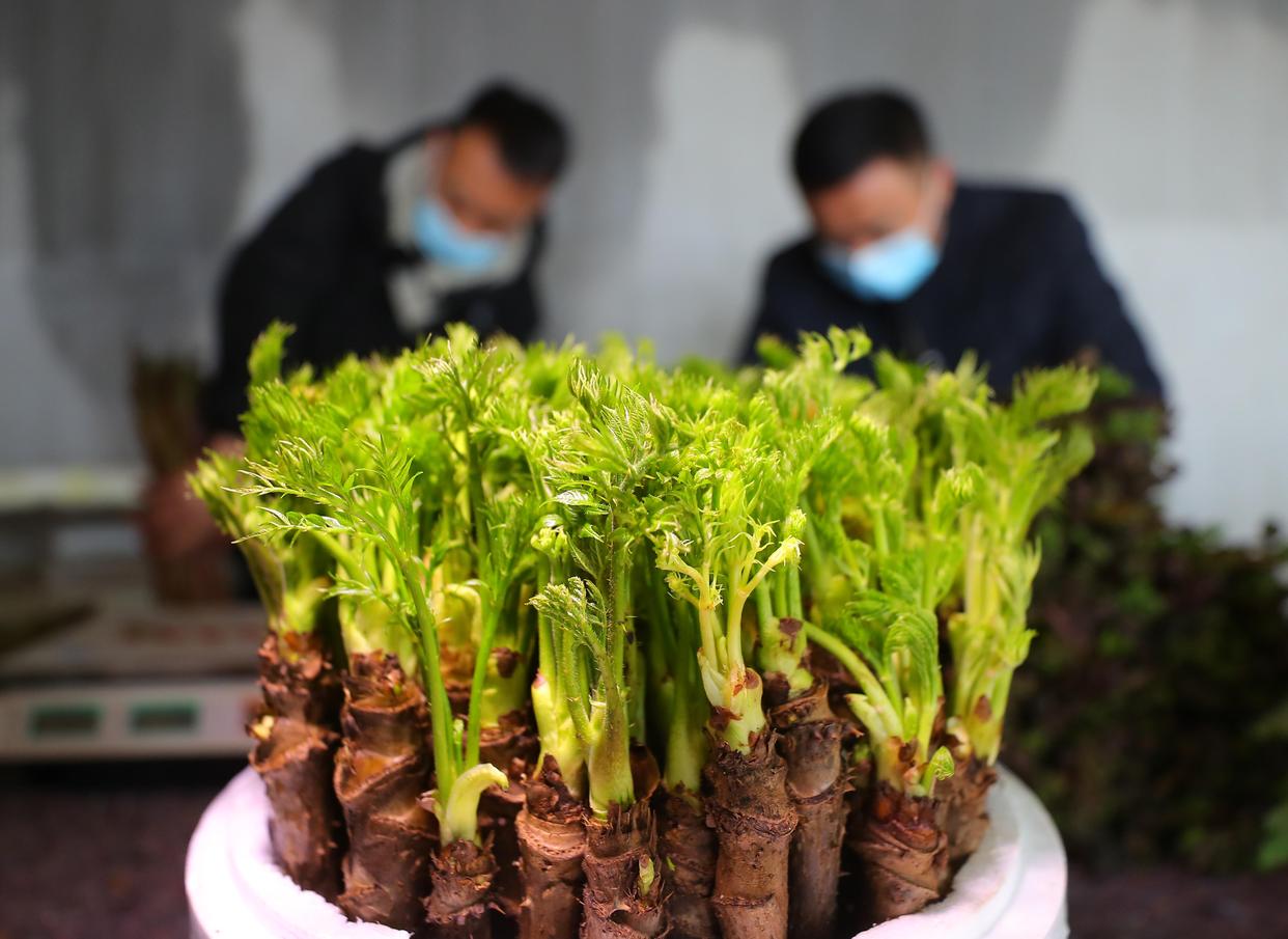 1月9日拍摄的即将出售的刺嫩芽盆栽.新华社记者 杨青 摄