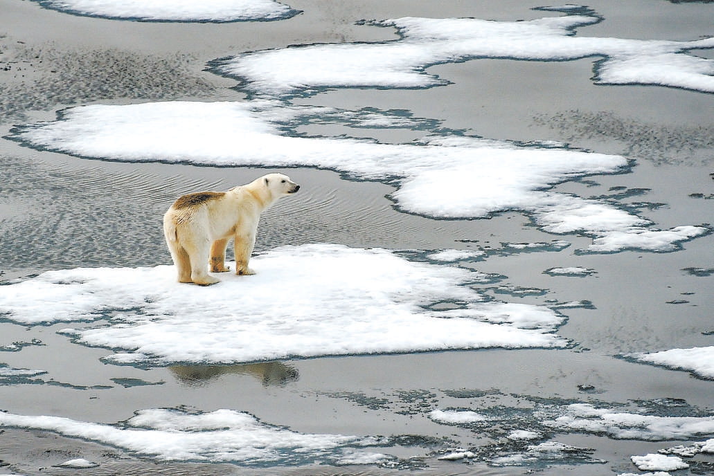 全球变暖,北极圈内浮冰上的北极熊.视觉中国 供图