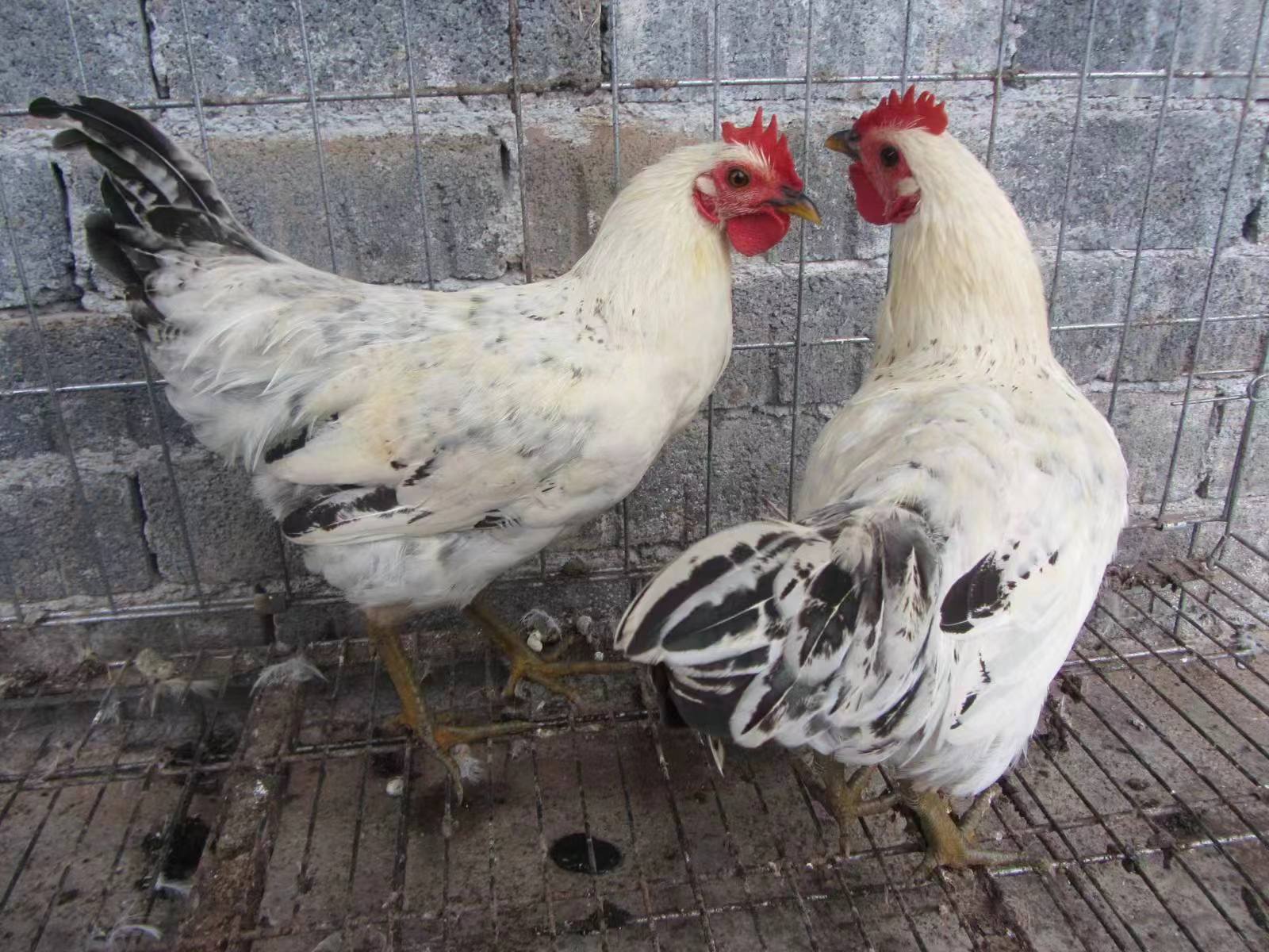 野鸡皮肤是红的(皮肤上出现鸡皮肤)