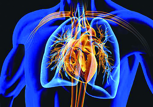 人造心脏研究取得重要进展。