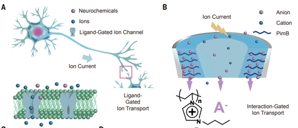 图. 神经元(A)和纳流体忆阻器(B)示意图